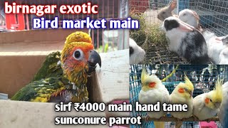 birnagar exotic Bird market main | sirf ₹4000 main | hand tame sunconure parrot