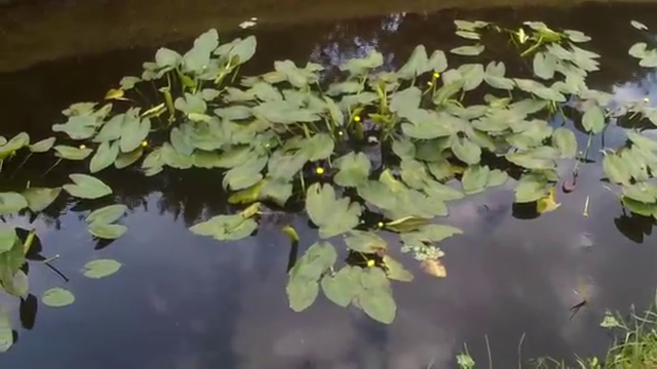 lily pad bass fishing YouTube