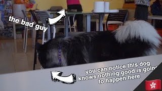 Shady Dog Cafe (not clickbait) | WahlieTV