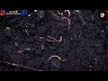 केंचुए का जीवन चक्र | Earthworm Life Cycle Video | Life Cycle Of Earthworm In Hindi | Kechue Ka Janm Mp3 Song