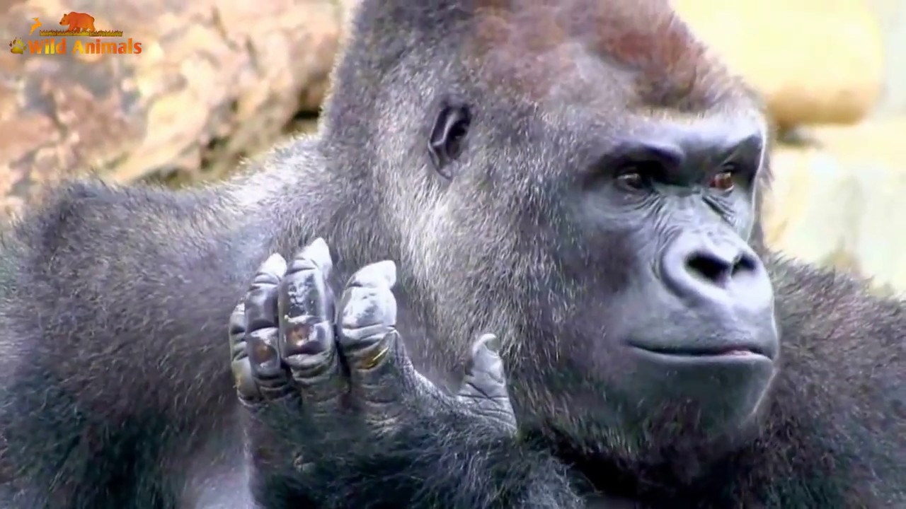 Gorilla Love Rain (Gorilla Takes A Bath) YouTube