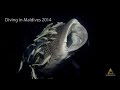 DIVING IN MALDIVESD 2014 Buceo en Maldivas ruta Norte y Sur