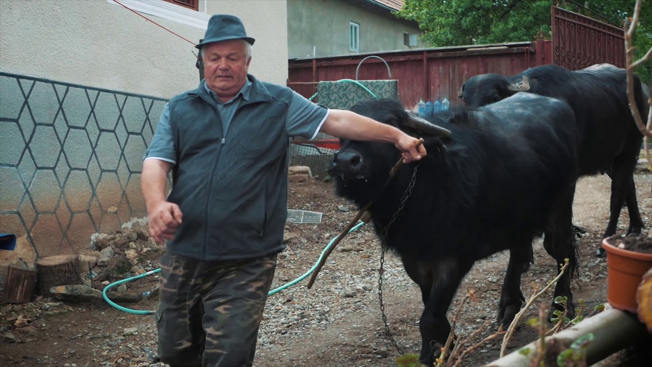 Clip de prezentare al Filmului: ”Pe urmele ultimilor crescători de bivoli din județul Cluj”