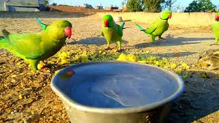 Babay Parrot video