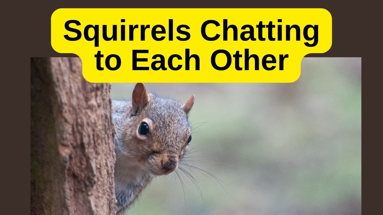 Squirrels Talking to Each Other - How they Communicate - YouTube