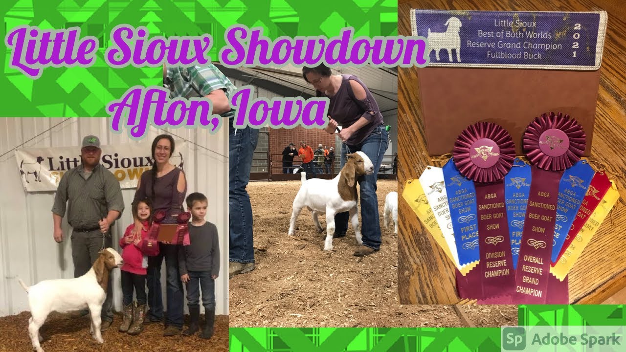 Little Sioux Showdown Raising Boer Goats YouTube