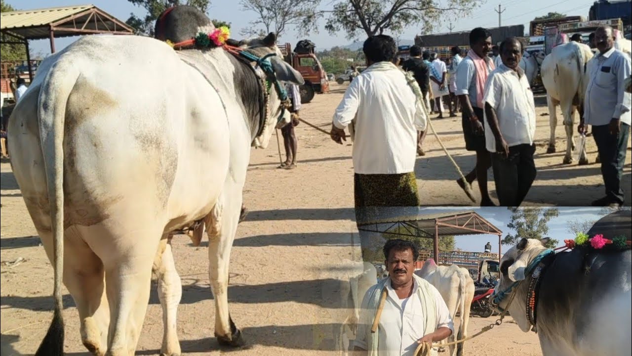 న్యూ క్యాటగిరికి పనికొచ్చే కోడె అమ్మకానికి... పెబ్బేరు మార్కెట్ లో 👌👌👌👌🥰🥰🥰