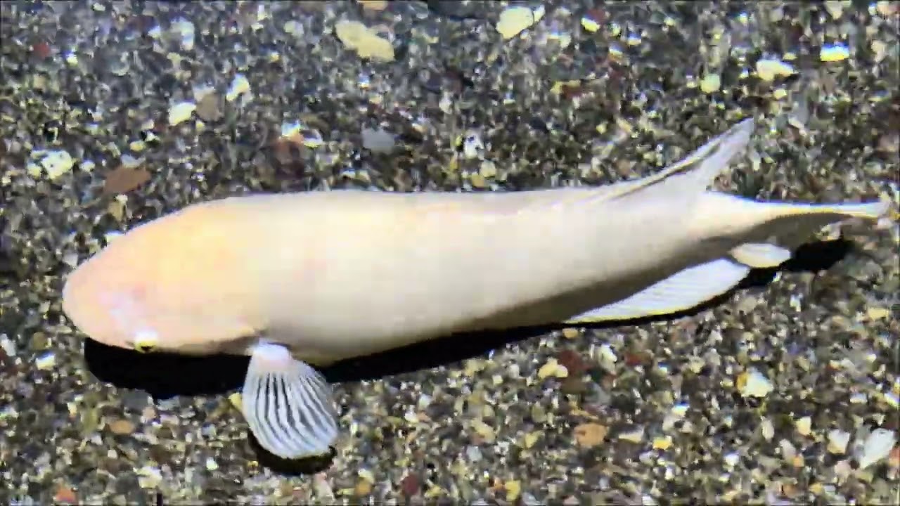 #Астана #Океанариум #AстанаОкеанариум #Акулы #ЭкзотическиеРыбы #Крокодилы #ПодводныйМир #Казахстан 