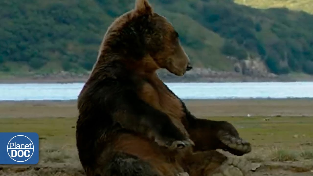 Quieres Conocer A Los Osos Gigantes De Alaska Aqu Puedes Descubrir quieres-conocer-a-los-osos-gigantes-de-alaska-aqu-puedes-descubrir