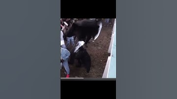 Fully Bad vs Honomasity Sting 2023 - Vybz Kartel vs NinjaMan 2003