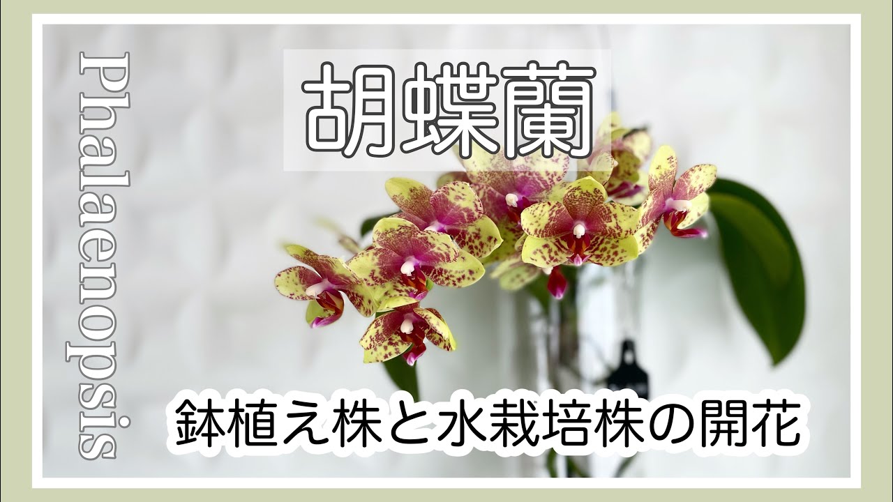 ▷020【胡蝶蘭】鉢植え株も水栽培株も元気に開花しました