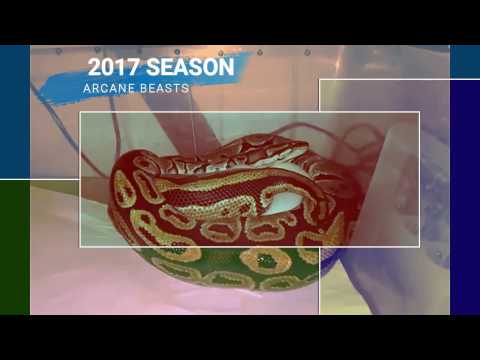 Ball Python Laying Eggs - Arcane Beasts 2017 Season Teaser