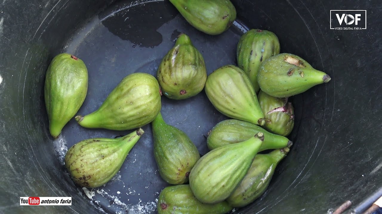 Quinta de um Emigrante na Criação Velha 2021 Ilha Pico