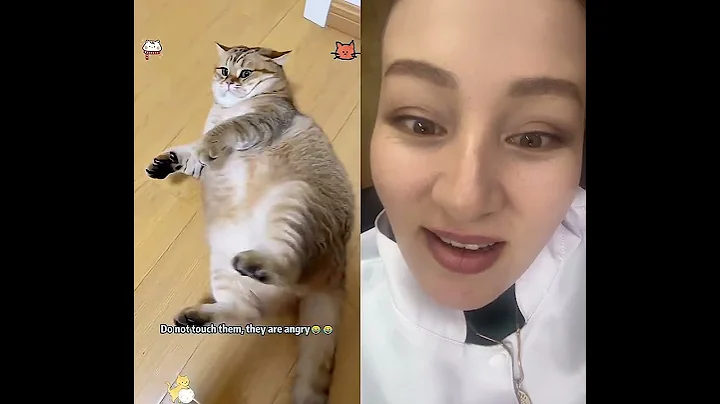 Video 11628961: cat cutecat pets animals, cat pets cutecat funny, cat pets cute animals