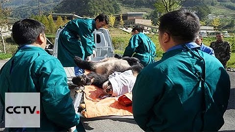 China releases two pandas to the wild