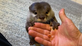 otter who is pleased to receive a jerky