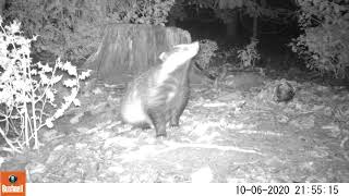 Badger and possible scent marking