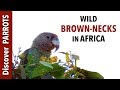 Brown-necked Parrots - Wild in The Gambia | Discover PARROTS