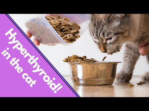 Video: Kāpēc mans kaķis zaudē svaru? Kaķu hipertireoze FAQ