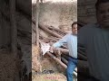 #shotsfeed #rost #comedy shots feed roster video jatav rost video rosta video youtube shots videos
