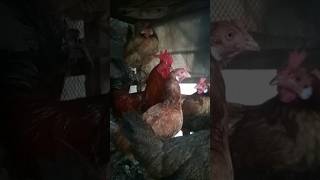 Double Eggs production 😋.#poultrytips #poultryfarming #viralvideo #birds #roosterfarm #chicken