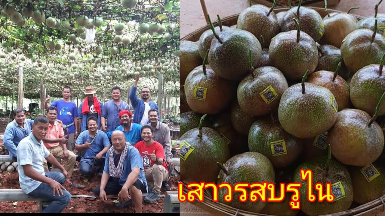 เกษตรหนุกหนาน สงขลา เยี่ยมชม ชิม เสาวรสบรูไน บ้านสวนนภัสนันท์