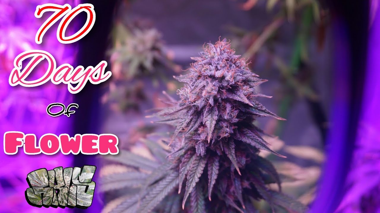 Cheese and Purple Urkle 70 Days of Flower Visualizer