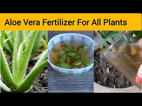Aloe Vera Fertilizer For Plants | Best Natural Fertilizer For All Plants - Organic Fertilizer