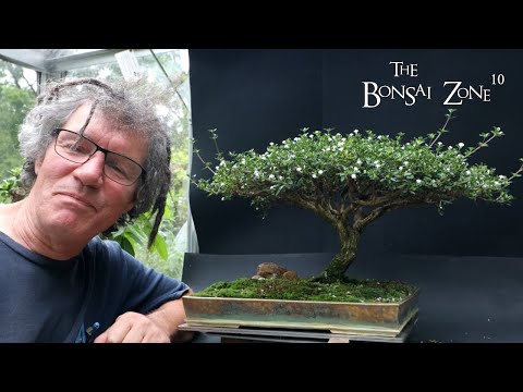 Jackfruit bonsai - YouTube