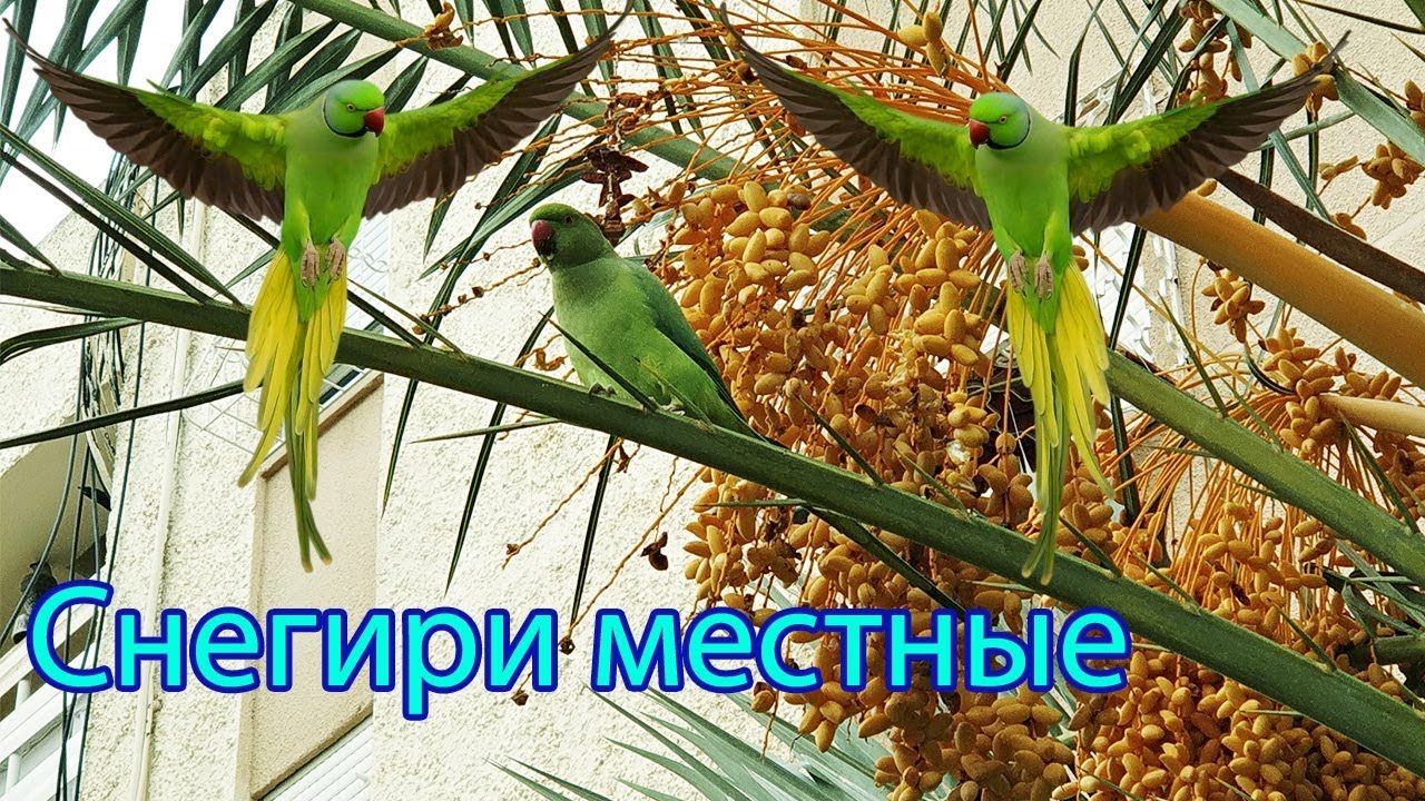 Попугаи в израиле Попугаи в израиле