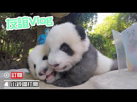 《熊貓早晚安》我的好朋友很愛睡覺，大家見諒哦 | iPanda熊貓頻道