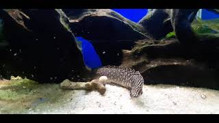 Setting Aquarium Palmas Orna