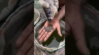 #pisciculture incubation buccale