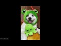 14 MINUTES of the CUTEST ANIMALS on TIKTOK