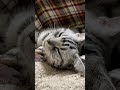 猫はものの数秒で眠ってしまいます。 #Shorts