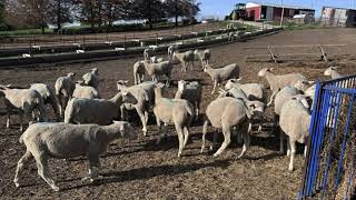 Polypay Ewe Lambs | Kalona Sales Barn | 5/13/26