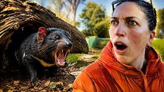 After all this time.....did I FINALLY see a Tassie Devil in Tassie?!