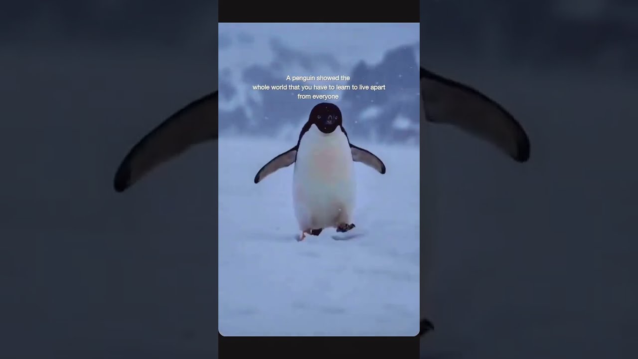 penguin.... A sad story @miyanshahzad123 