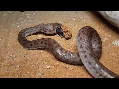 Stimsons pyton fodring - YouTube