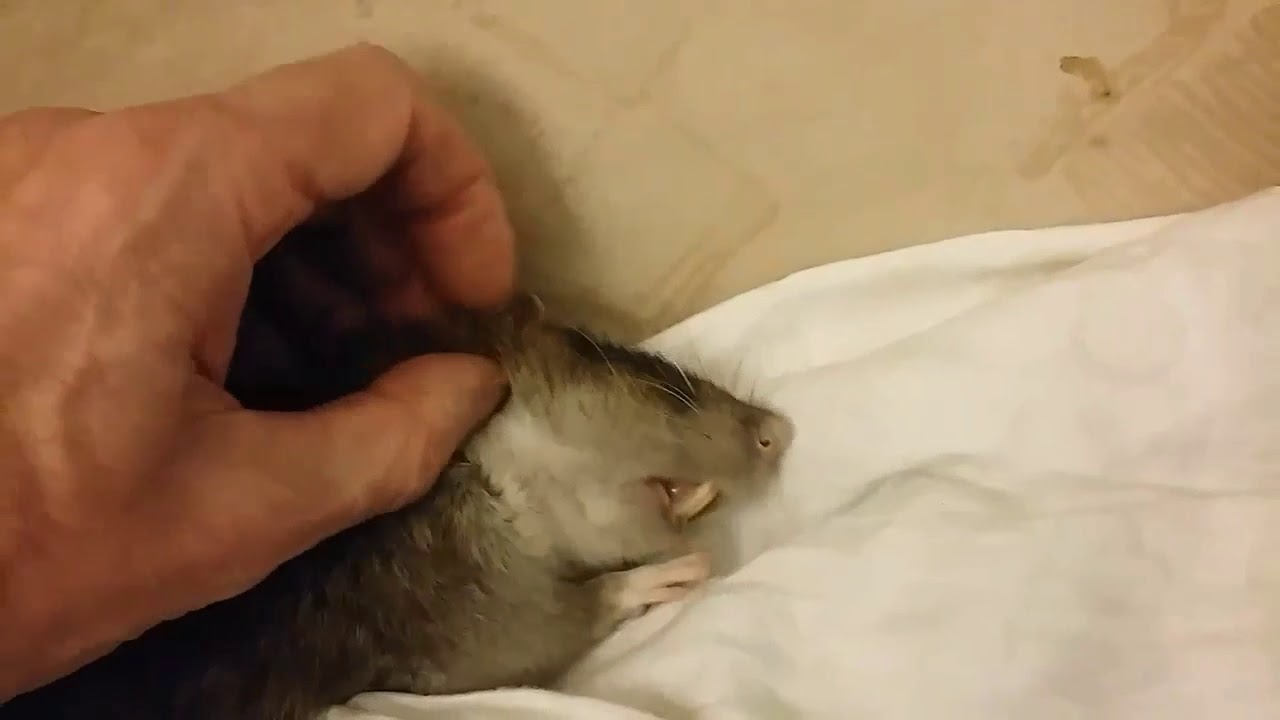 Wildratte Wusel - wird gekrault 2