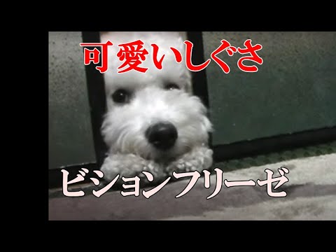 面白い動画 しぐさが可愛いワンちゃん ビションフリーゼ その４ Bichon Frise A Cute Doggy Youtube