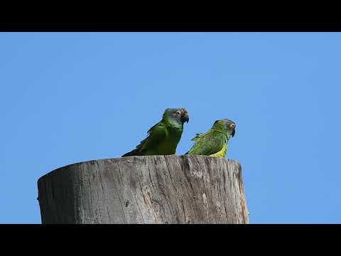 Periquito de cabeça suja ( Aratinga weddellii ) vocalizando.