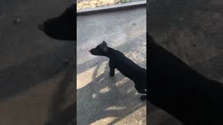 Henrys Bella The American Black Dog