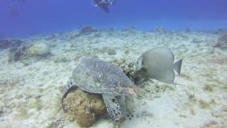 Paseo del Cedral reef- Cozumel, Mexico 2020 by Michael Barber 54 views 4 years ago 4 minutes, 6 seconds