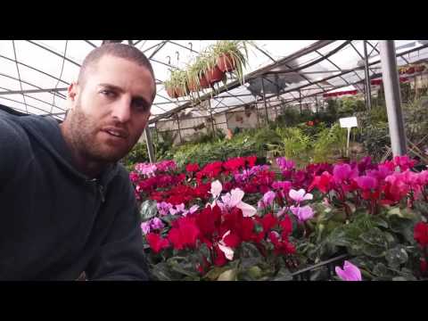 רקפות מפריחות את הגינה