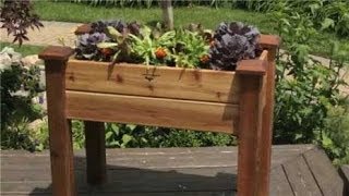 Vegetable Container Gardening