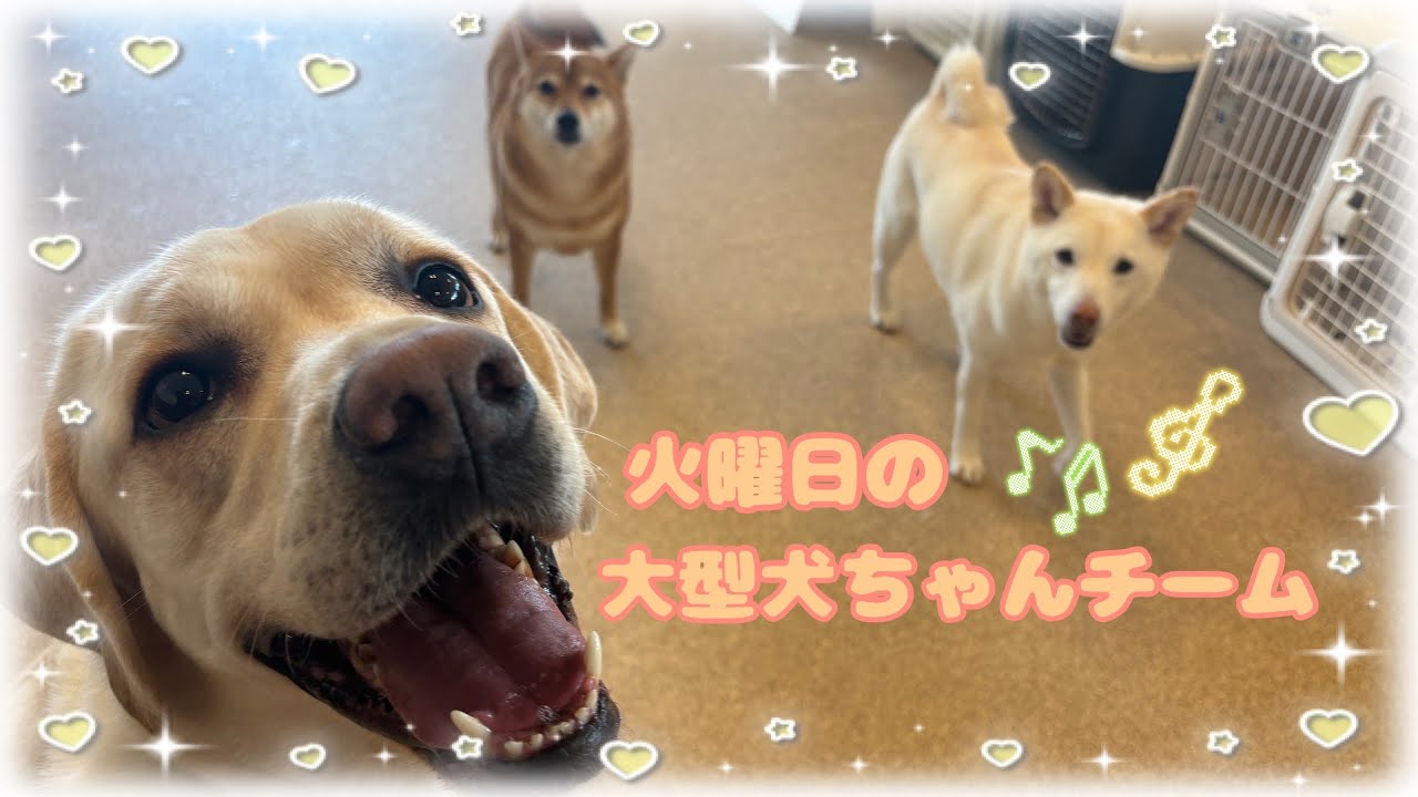 Kindergarten] Shichikuyama Branch 🍓Tuesday Large Dog Team🍓 - YouTube