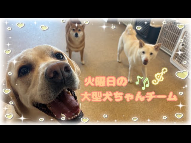 Kindergarten] Shichikuyama Branch 🍓Tuesday Large Dog Team🍓 - YouTube
