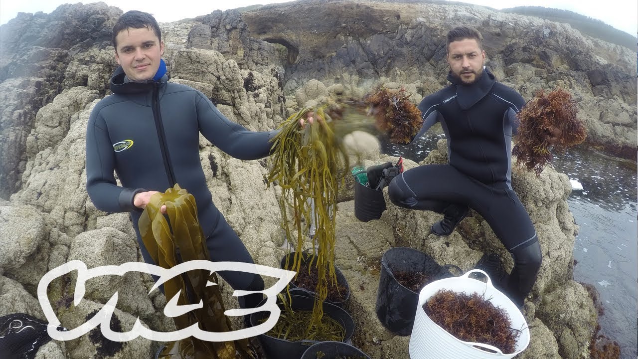 Vice Specials: Algas en Galicia, la huerta bajo el mar