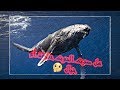 حقيقة صوت الحوت الأزرق الذي أفزع الناس !